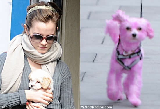 Emma Watsons puppy 2 Emma Watson sports a Pink Puppy on London Streets.