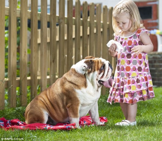 Sunblock-dog-1-550x479