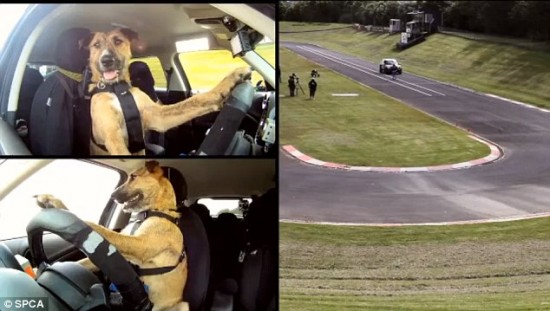 Now, Dogs can drive! article 0 16705ACA000005DC 24 634x359 550x311 Now, Dogs can drive!