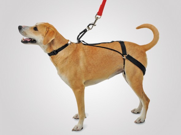 canines tug 1 590x442 Canines Tug Preventing Harness is Gentle on Dogs